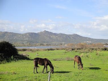 Holiday House in San Teodoro (Olbia-Tempio) or holiday homes and vacation rentals