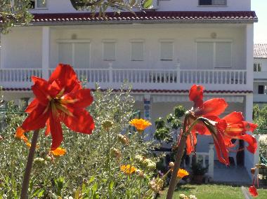 Holiday Apartment in insel RAB (Primorsko-Goranska) or holiday homes and vacation rentals