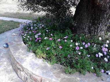 Holiday Apartment in kassandra (Chalkidiki) or holiday homes and vacation rentals