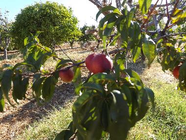 Holiday Apartment in St. Barabara de nexe / Bela Salema (Algarve) or holiday homes and vacation rentals