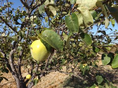 Holiday Apartment in St. Barabara de nexe / Bela Salema (Algarve) or holiday homes and vacation rentals
