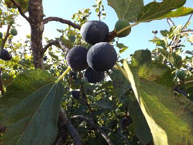 Holiday Apartment in St. Barabara de nexe / Bela Salema (Algarve) or holiday homes and vacation rentals