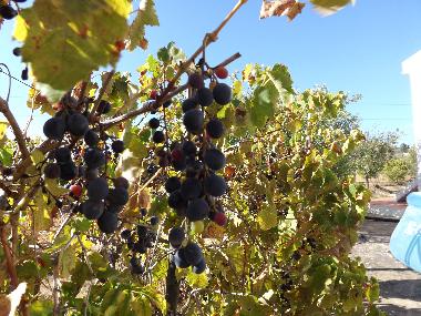 Holiday Apartment in St. Barabara de nexe / Bela Salema (Algarve) or holiday homes and vacation rentals