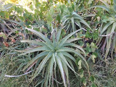 Holiday Apartment in St. Barabara de nexe / Bela Salema (Algarve) or holiday homes and vacation rentals