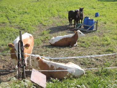 Holiday House in Auttoinen (Padasjoki) (Etela-Suomen Laani) or holiday homes and vacation rentals