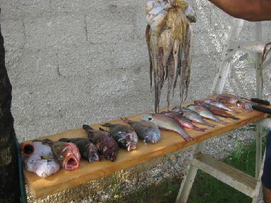 Bed and Breakfast in el limon (Samana) or holiday homes and vacation rentals