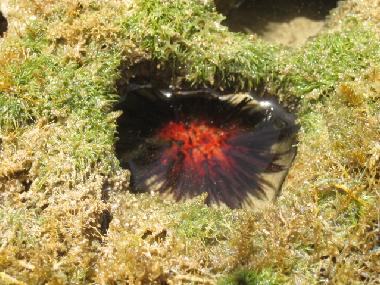 Bed and Breakfast in el limon (Samana) or holiday homes and vacation rentals