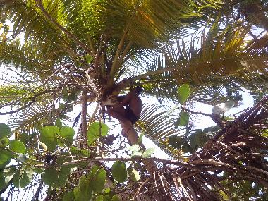 Bed and Breakfast in el limon (Samana) or holiday homes and vacation rentals