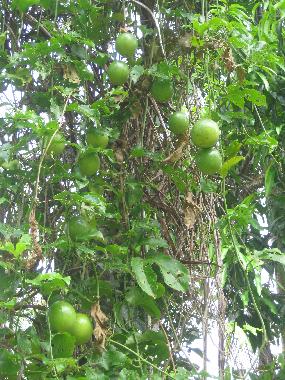 Bed and Breakfast in el limon (Samana) or holiday homes and vacation rentals