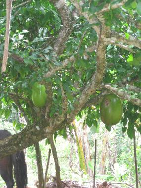 Bed and Breakfast in el limon (Samana) or holiday homes and vacation rentals