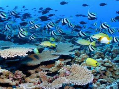 Davao Corral Reef