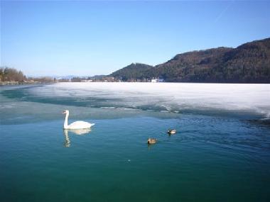 Holiday Apartment in St.Kanzian (Unterk�rnten) or holiday homes and vacation rentals