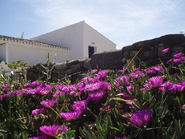 Lions Claw, so pretty in the spring