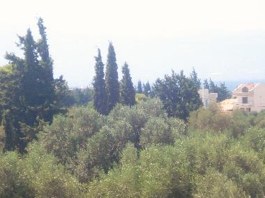 THE LAND SCAPE OVER THE HOUSE WITH THE OLIVE TREES