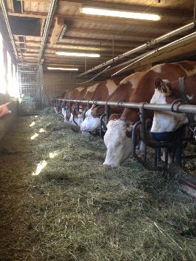 Chalet in Mariapfarr (Lungau) or holiday homes and vacation rentals