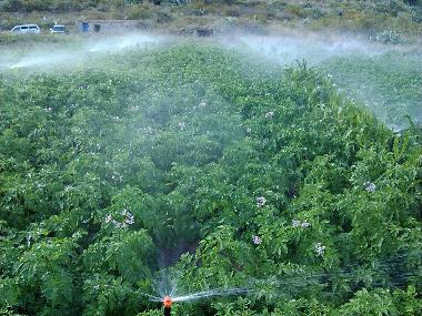 Villa in Teror (Gran Canaria) or holiday homes and vacation rentals