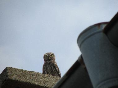 little owls are often seen on the roofs at dusk