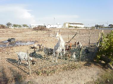 Holiday House in Palmela (Pen�nsula de Set�bal) or holiday homes and vacation rentals