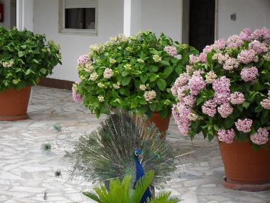 Bed and Breakfast in Fernao Ferro, Seixal (Pen�nsula de Set�bal) or holiday homes and vacation rentals