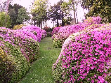 Holiday Apartment in Griante Cadenabbia (Como) or holiday homes and vacation rentals