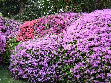 Holiday Apartment in Griante Cadenabbia (Como) or holiday homes and vacation rentals