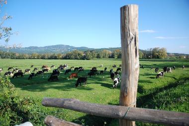 Bed and Breakfast in Lucca (Lucca) or holiday homes and vacation rentals