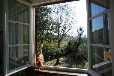 Bed and Breakfast in Lucca (Lucca) or holiday homes and vacation rentals