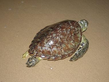 Turtles on the beach!