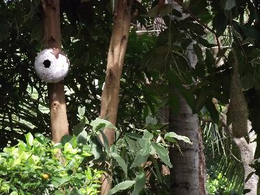 Villa in Panadura (Colombo) or holiday homes and vacation rentals