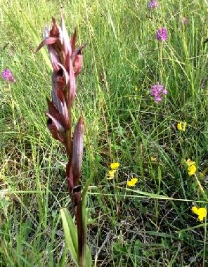 Holiday Apartment in chalabre (Aude) or holiday homes and vacation rentals