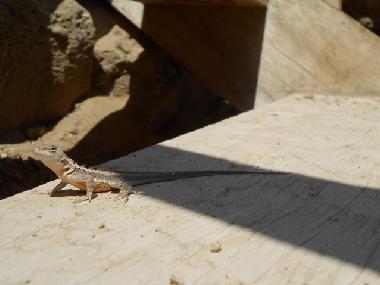 Holiday House in Mancora (Piura) or holiday homes and vacation rentals