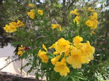 Holiday House in Ha Potami-Kouklia (Paphos) or holiday homes and vacation rentals