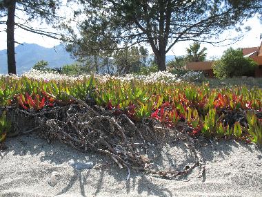 Holiday Apartment in Moriani-Plage (Haute-Corse) or holiday homes and vacation rentals