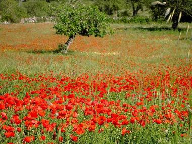 Holiday House in Son Macia (Mallorca) or holiday homes and vacation rentals