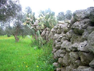 Villa in tricase (Lecce) or holiday homes and vacation rentals