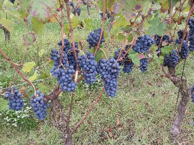 OUR BARBERA D'ASTI VINEYARD