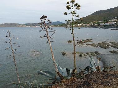 Holiday Apartment in Llanca (Girona) or holiday homes and vacation rentals