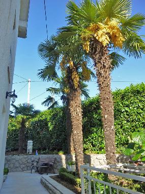 Garden with Palmes