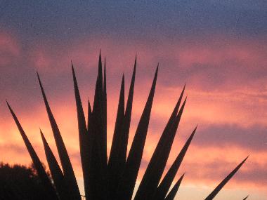 Holiday Apartment in Son Macia (Mallorca) or holiday homes and vacation rentals