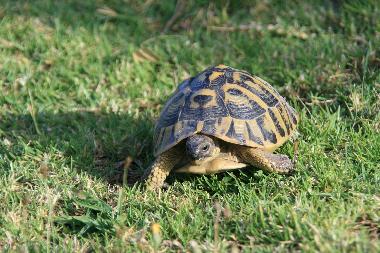 Holiday Apartment in Son Macia (Mallorca) or holiday homes and vacation rentals