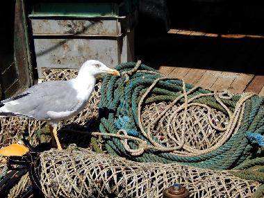 Holiday Apartment in Novigrad (Istarska) or holiday homes and vacation rentals