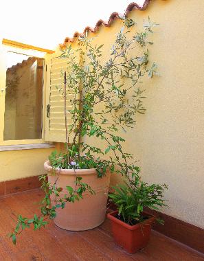 Holiday House in Piran (Piran) or holiday homes and vacation rentals