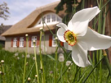 Holiday House in Wieck (Fischland-Dar-Zingst) or holiday homes and vacation rentals