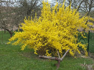 Holiday Apartment in KUHLENDORF (Bas-Rhin) or holiday homes and vacation rentals