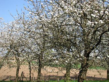 Holiday Apartment in KUHLENDORF (Bas-Rhin) or holiday homes and vacation rentals