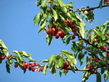 Holiday Apartment in KUHLENDORF (Bas-Rhin) or holiday homes and vacation rentals