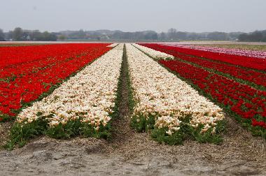 Holiday Apartment in Egmond aan Zee (Noord-Holland) or holiday homes and vacation rentals