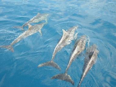 dolphins off the coast