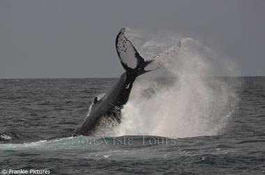 humpback whale breeching just off the coast