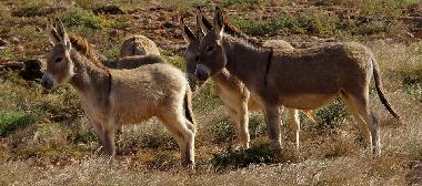 wild donkeys